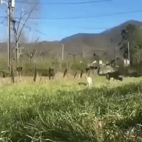 giphy (1).gif
