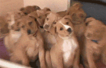 funny-gif-dogs-staring.gif.webp
