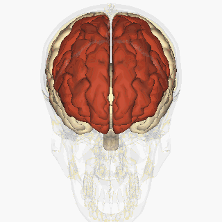 Animated human brain with frontal lobe highlighted