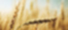 36824947_m._Wheat_NFCRV_splash 980x440 ratio 2569x1659pixels.jpg