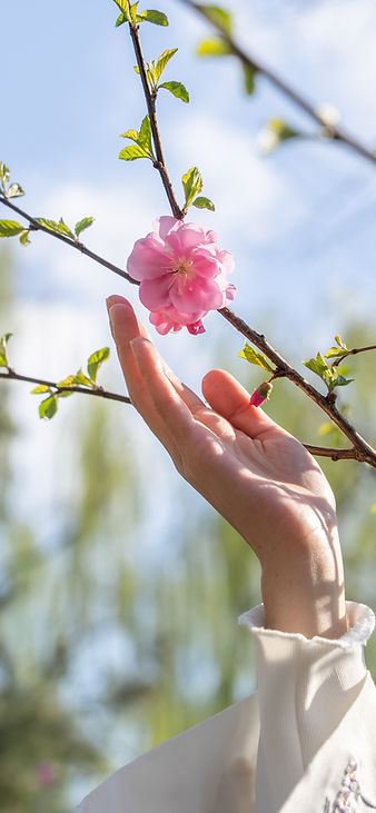 Hand reaching for cherry blossom, caring and growing