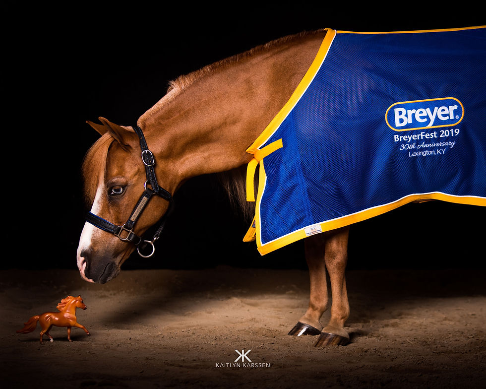 Patrick The Mini Horse with Breyer