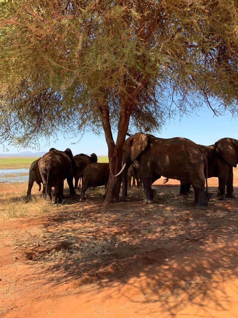 Day6 elephants resting in the shadow