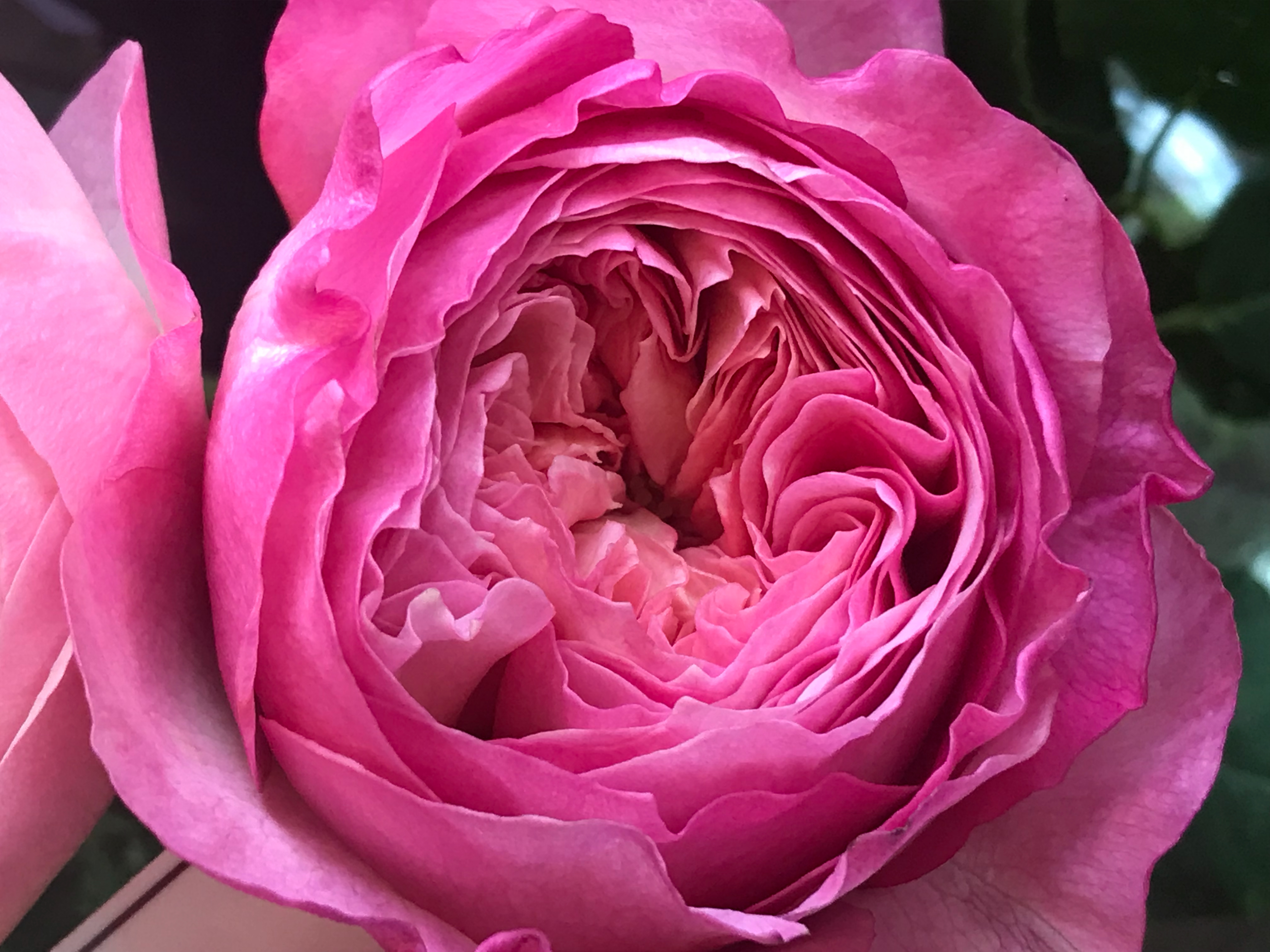 Writer: Fancy Pants Floral