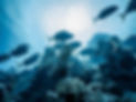 DSC07840 copy.jpeg