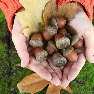 Laying Foundations: What an Ancient Forest Can Teach Us About Physiotherapy, Pilates, and Inner Growth