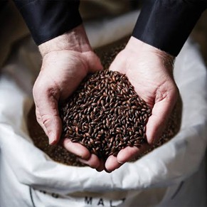 Dark malts are highly roasted barley grains
