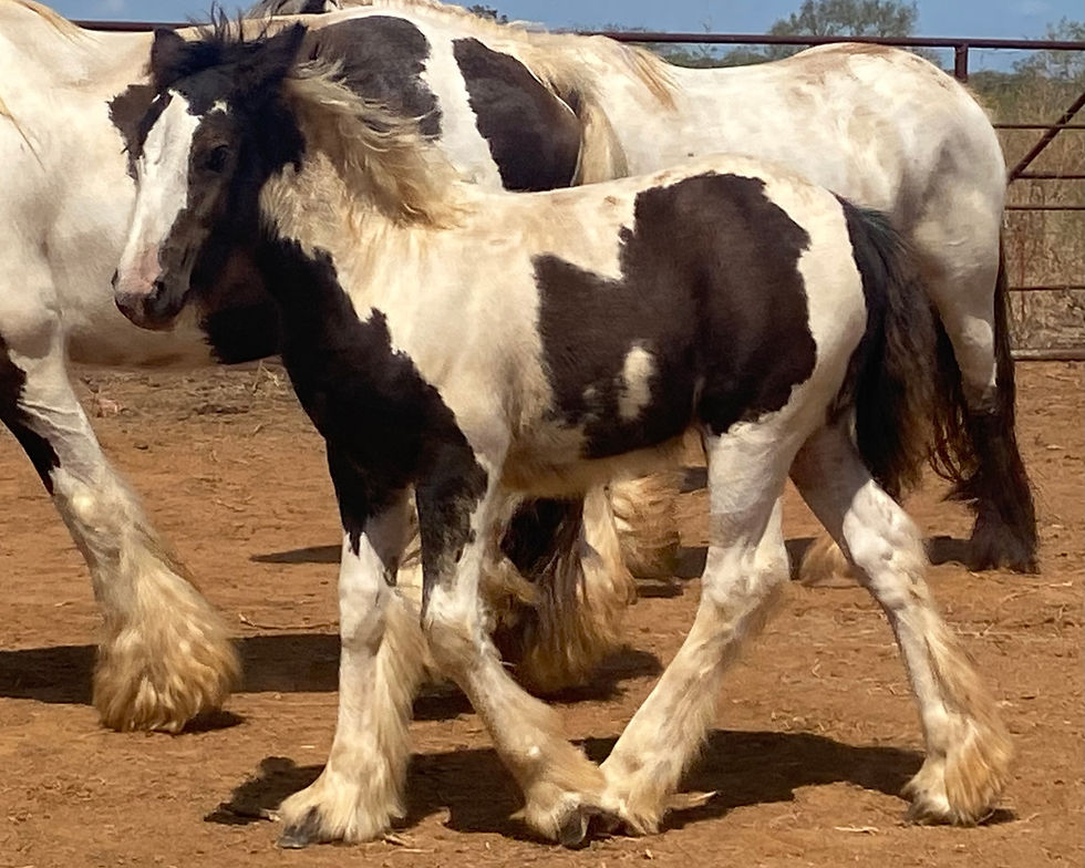 Filly 2026
