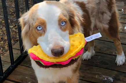 Belle Red Merle Australian Shepherd .jpeg
