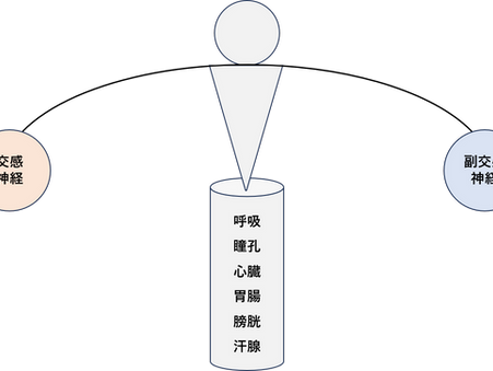 呼吸のこと ｜ 【自律神経 編】