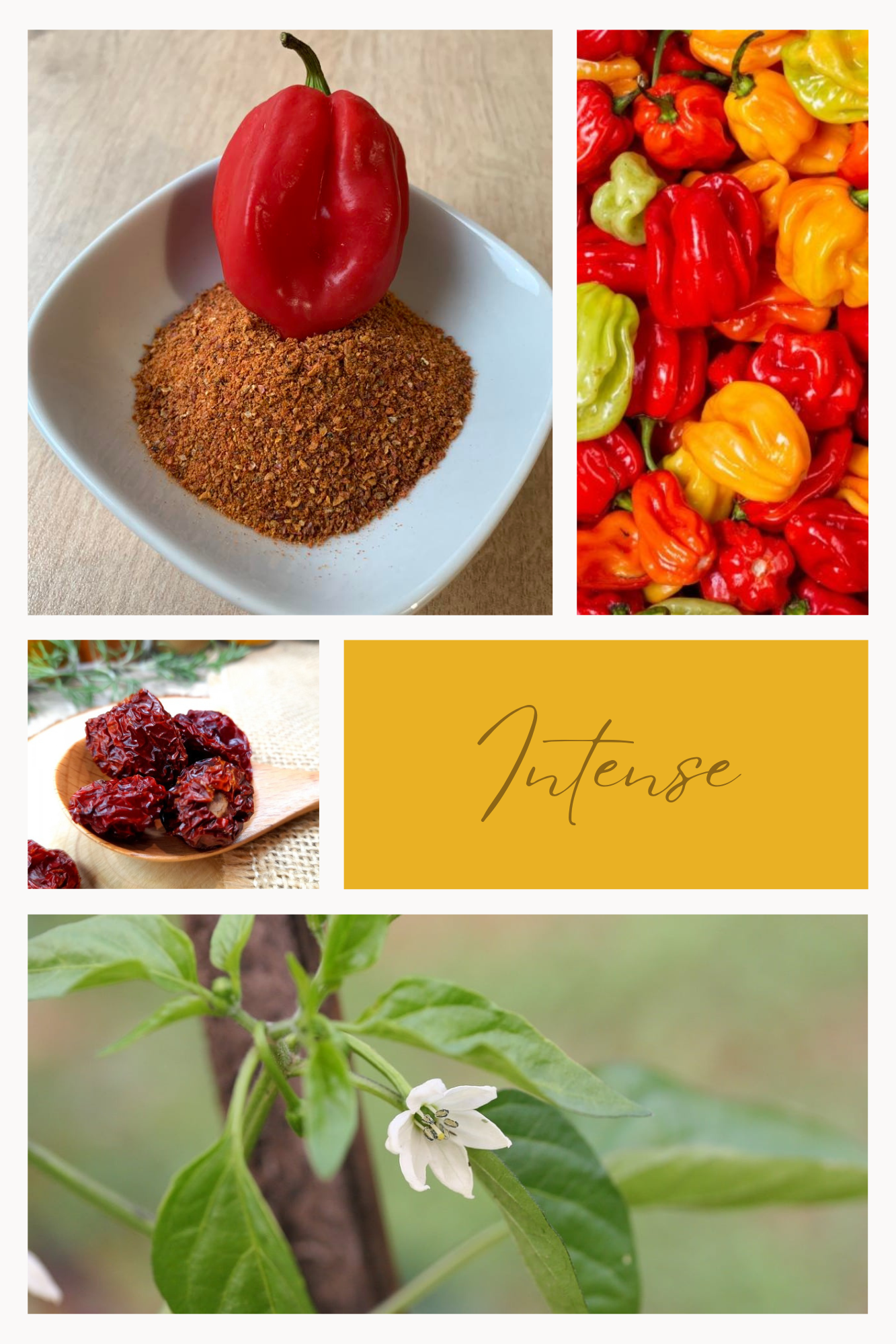 Le Caribéen "Antillais"