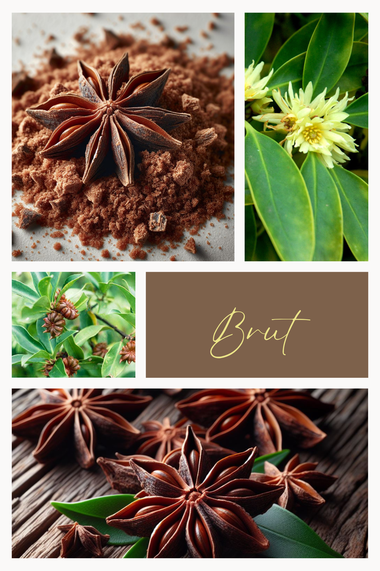 EPICE BRUTE - Anis étoilé