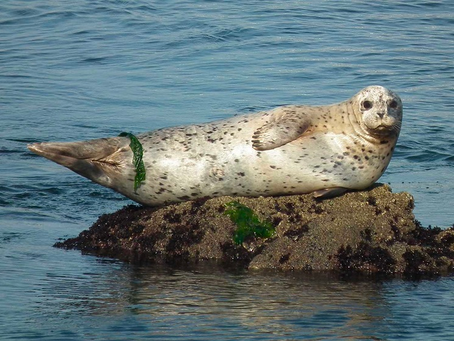 Harbor Seals