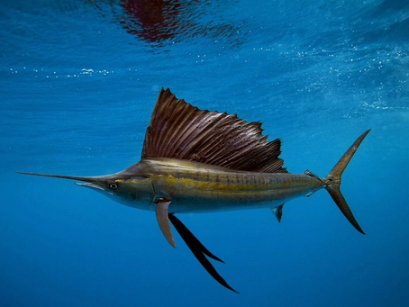 Fastest Ocean Animals