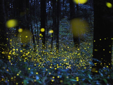 Fireflies