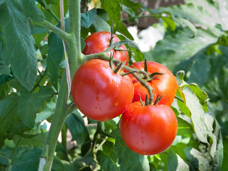 Ripe tomatoes growing on a vine, symbolizing the leadership lessons from gardening for teens, including patience, responsibility, and growth.
