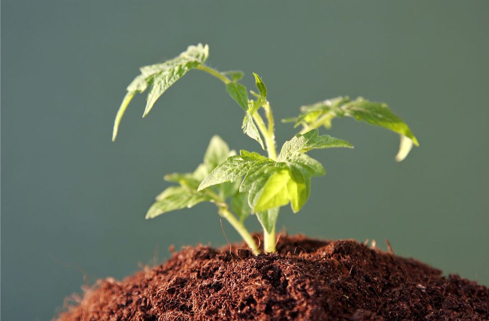 Small tomato plant growing from soil, showing how gardening teaches teens patience, care, and consistency.