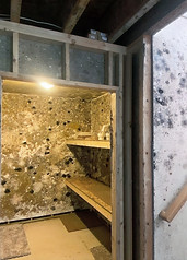 Advanced Mold Growth_edited.jpg