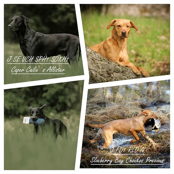 3bf752b9-866e-4eda-a4db-53079977673c kopiera.jpg