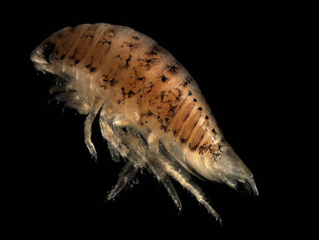 The Griffin Isopod