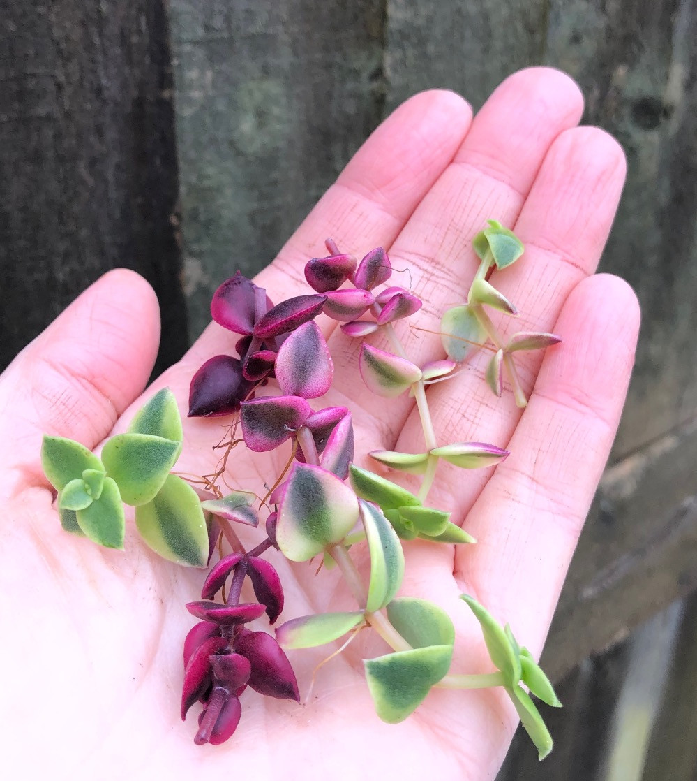 How To Propagate Crassula Marginalis Rubra Variegated Succulent Plant