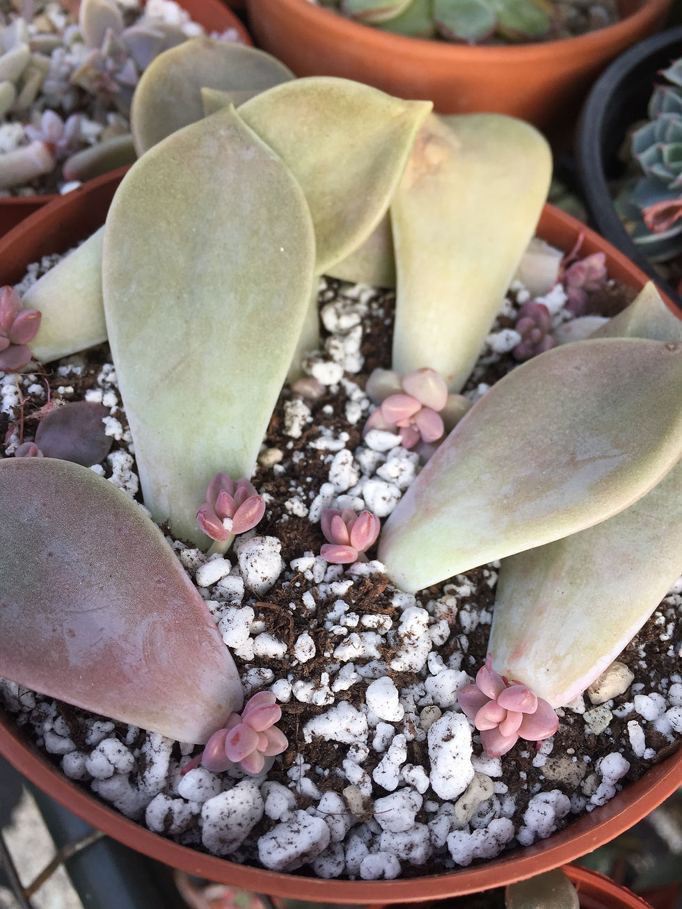 Ghost plant pups on substrate