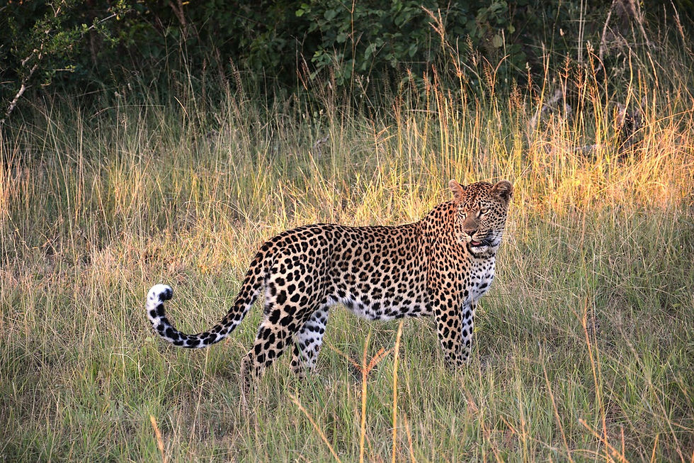 Auf Safari im Kruger Nationalpark - ein Leopard