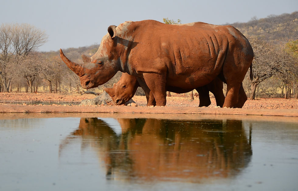 rhino-g49a6c4dcd_1920.jpg
