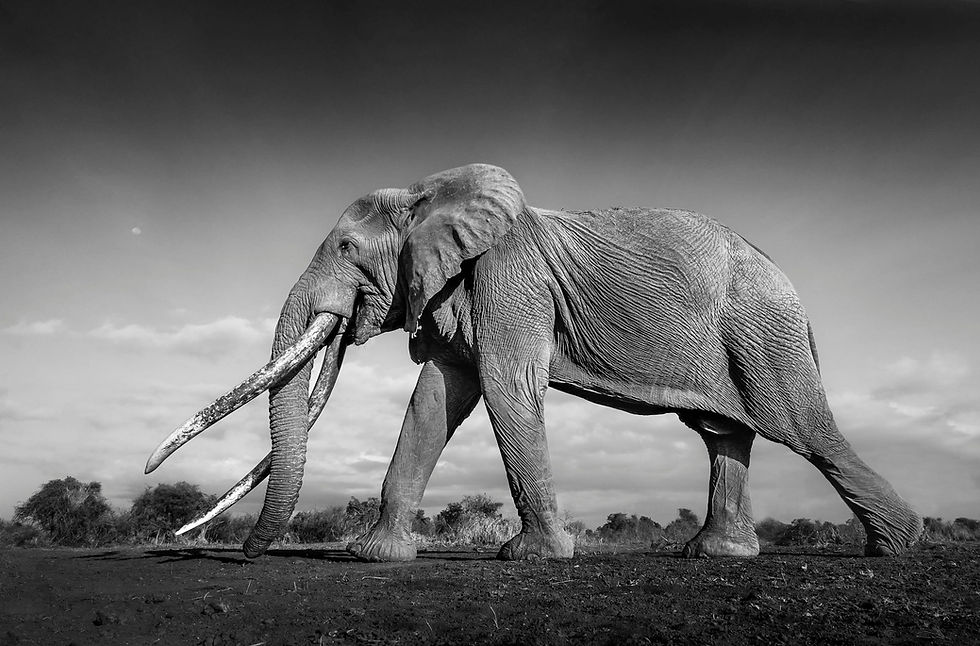 kenia-safari-masai-mara-elefant