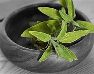 Sage