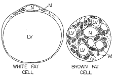 Image1.gif