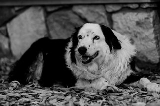 Wedding at Florence Guest Farm