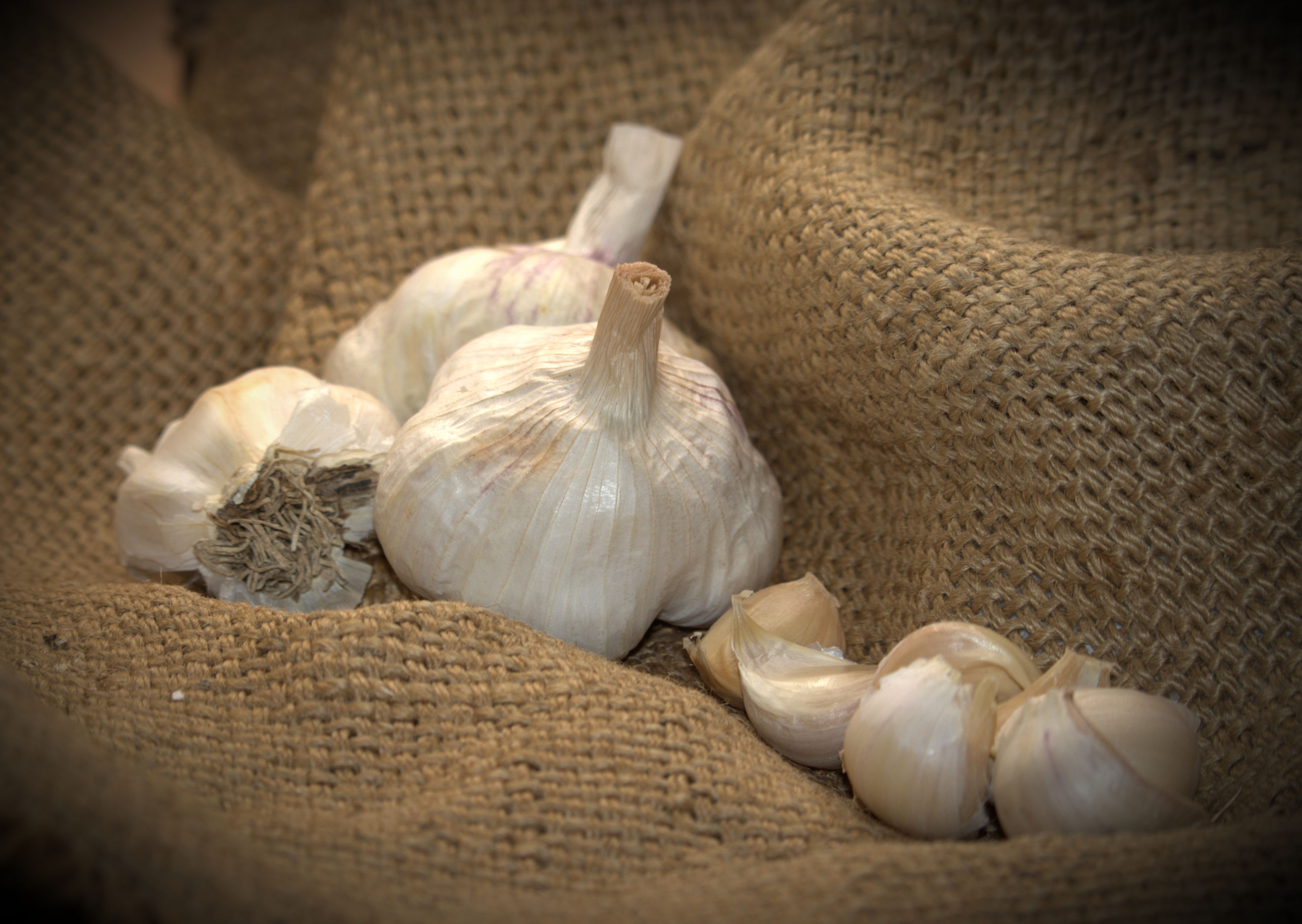 Early Purple Italian Culinary (Softneck)