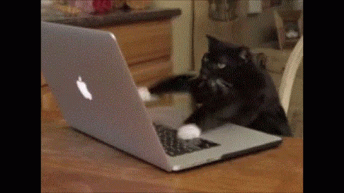 Cat_Typing.gif
