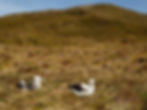 The team take a break in the background as this chick and it's parent enjoy the sunshine! (S.Oppel)