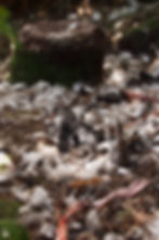 The remains of an Atlantic yellow-nosed albatross chick at nest 001 (Kate Lawrence).