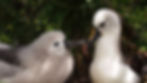 A healthy Atlantic yellow-nosed albatross chick about to be fed by its parent (Kate Lawrence).