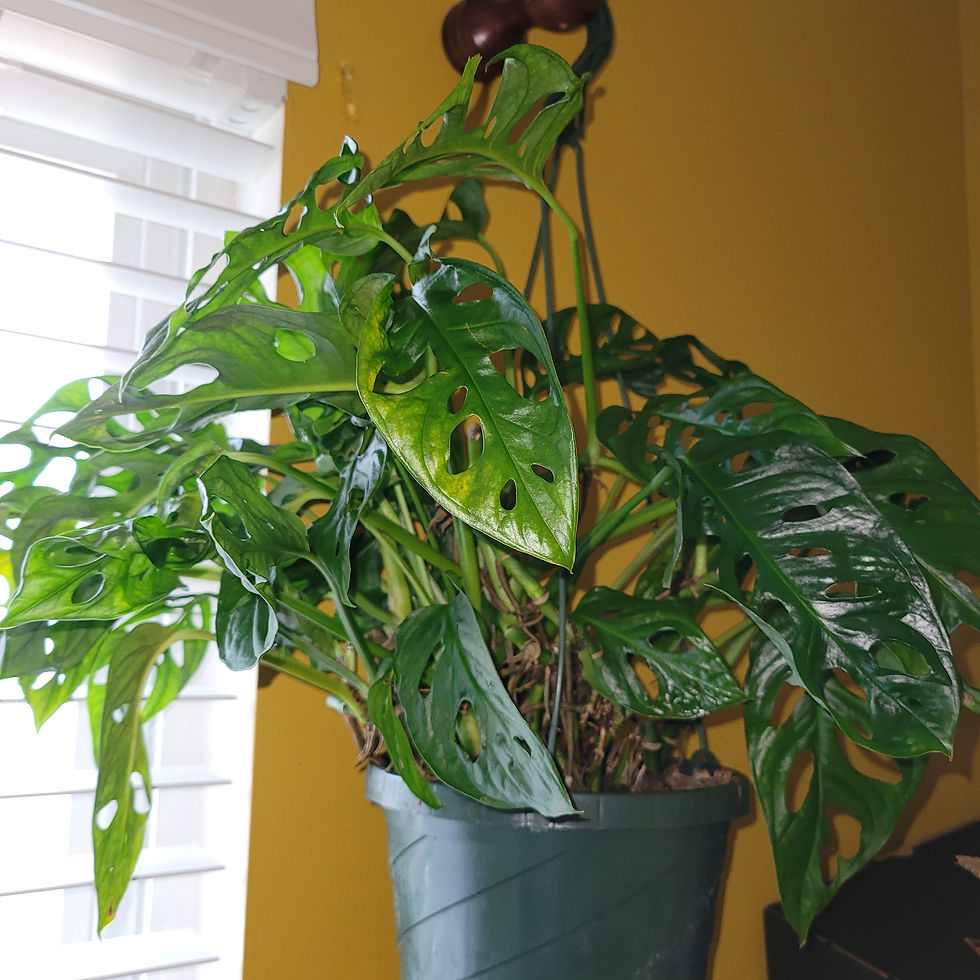サムネイル： Swiss cheese plant