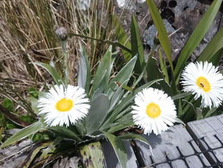 Alpine Flower a Day: Large Mountain Daisy