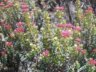 Alpine Flower a Day: Tauhinu