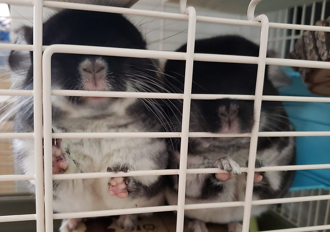 fd6af74d-0c2a-4fcc-98d8-b4d267862a2e_edi