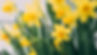 f76f34_a8a10a9436a544cab802616363c5fd0d~mv2_edited.jpg