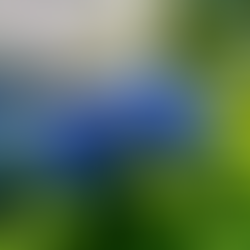 THE SUMMER MARKET IS STEADY BUT CAUTIOUS