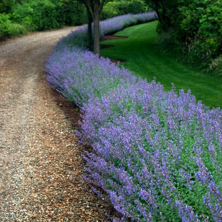 Nantucket Landscape Design