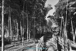 PW4264suz017_A74dw0042_2_s