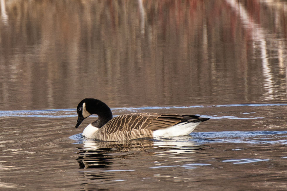 Goose8