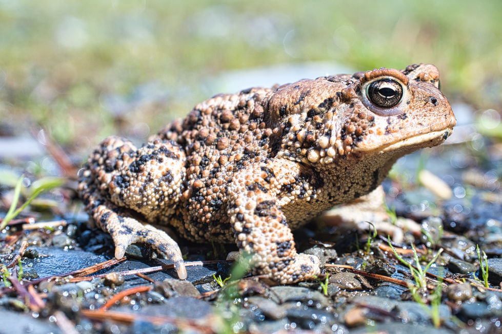 Toad1