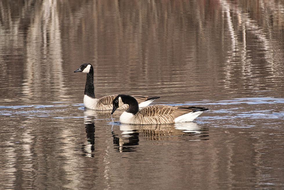 Goose4