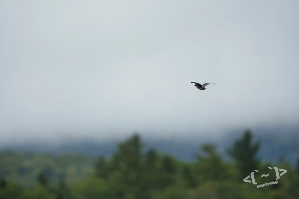 _DSC6242 (1)