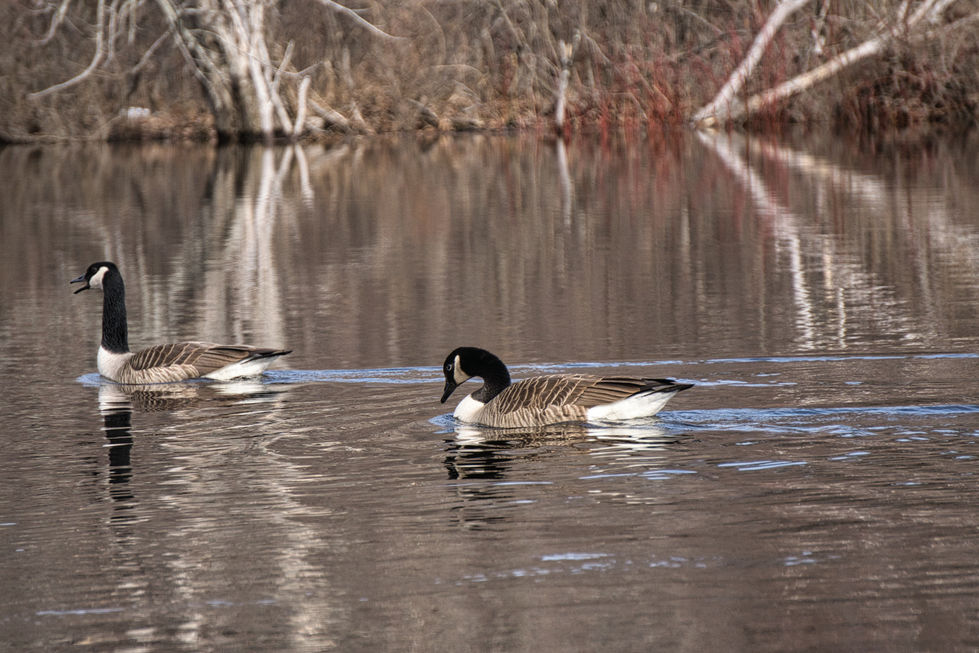 _DSC1121